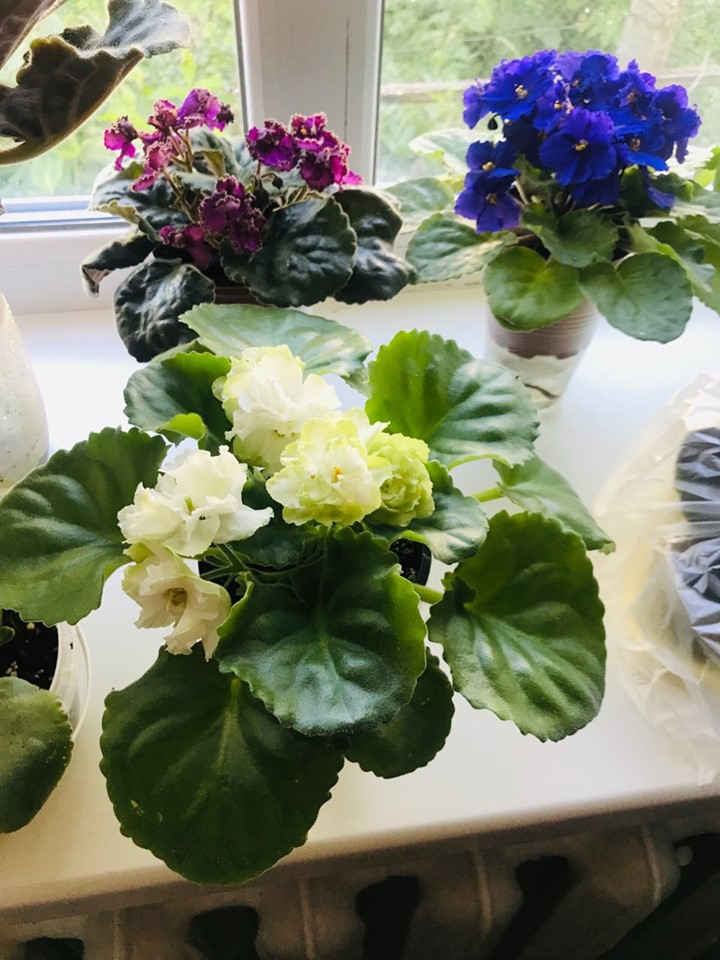 67566160 1647899312011889 638899685477580800 n