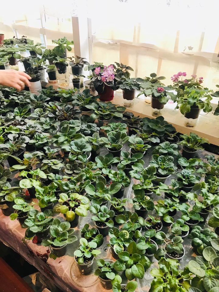 68425343 1688131814664152 7133694173303013376 n