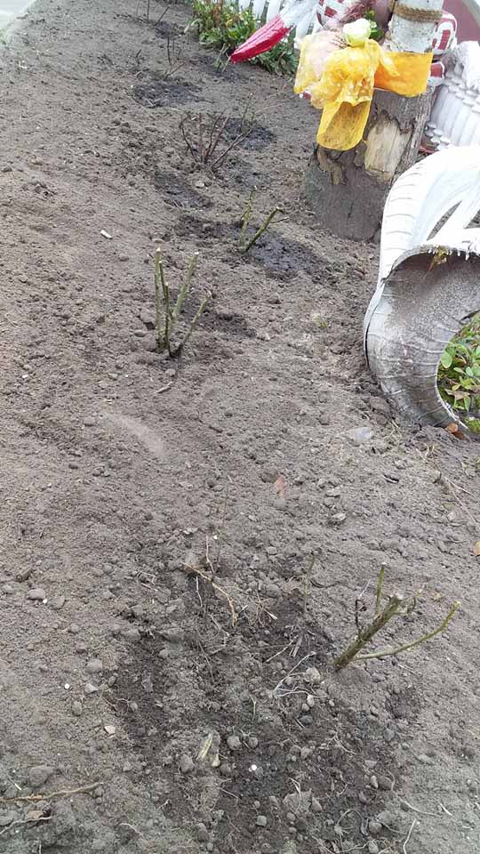 74703577 501094267408623 5748103776191905792 n