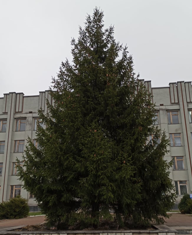 78921960 3164347376915829 7636683926550872064 n